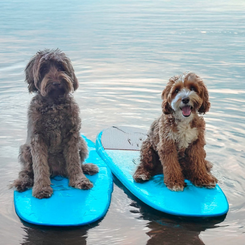 Foto van Rosa x Vigo