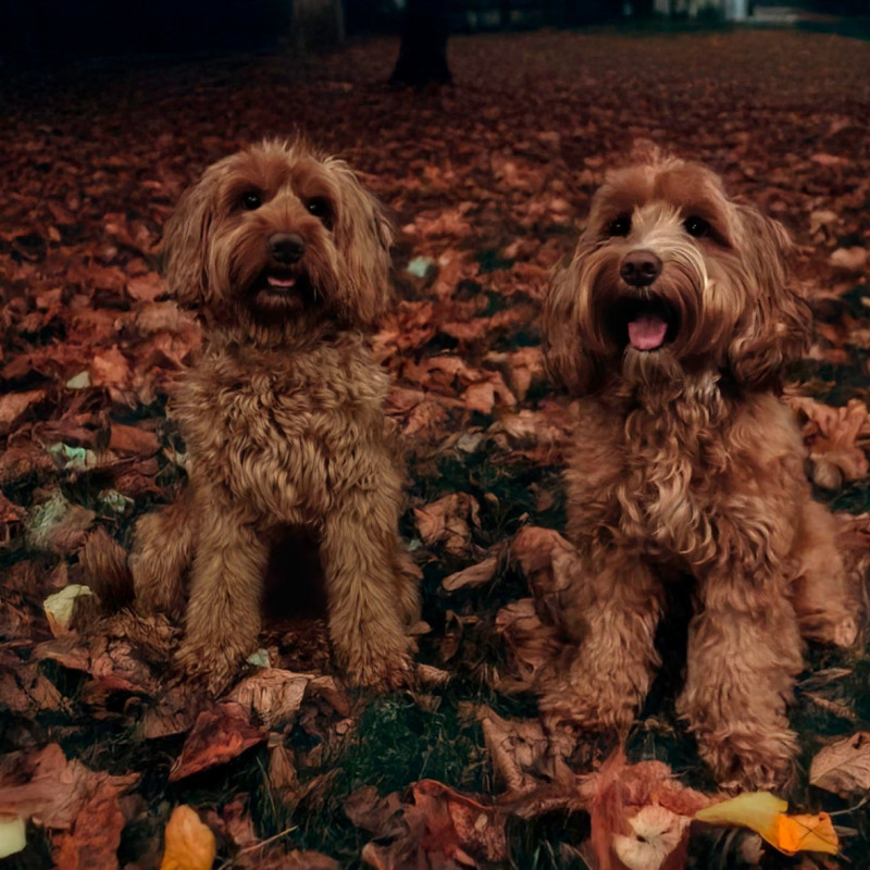 Foto van Nala x Cooper