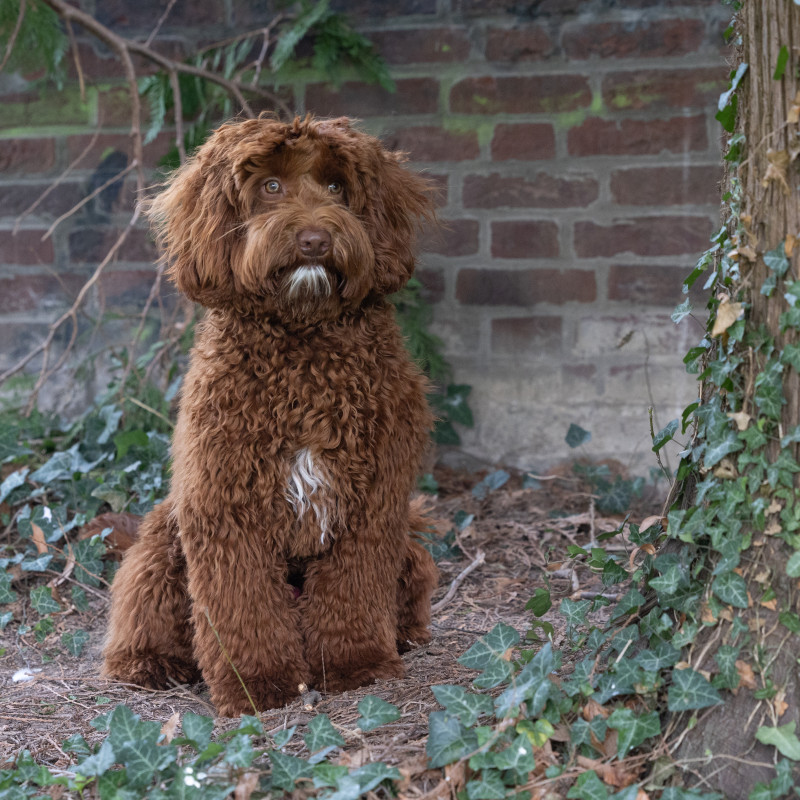 Foto van Pepper