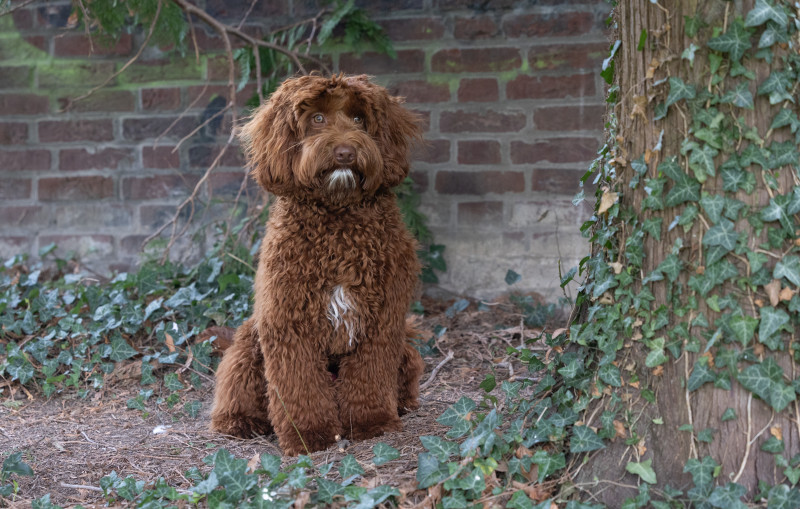 Foto van Pepper