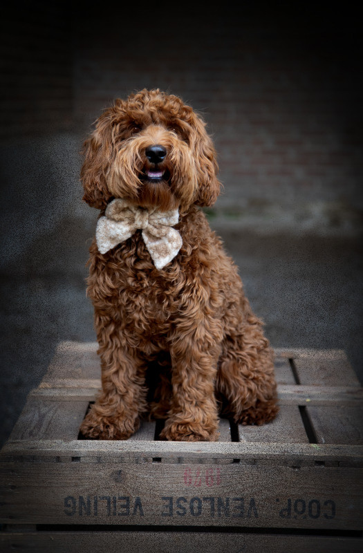 Foto van Ozzy
