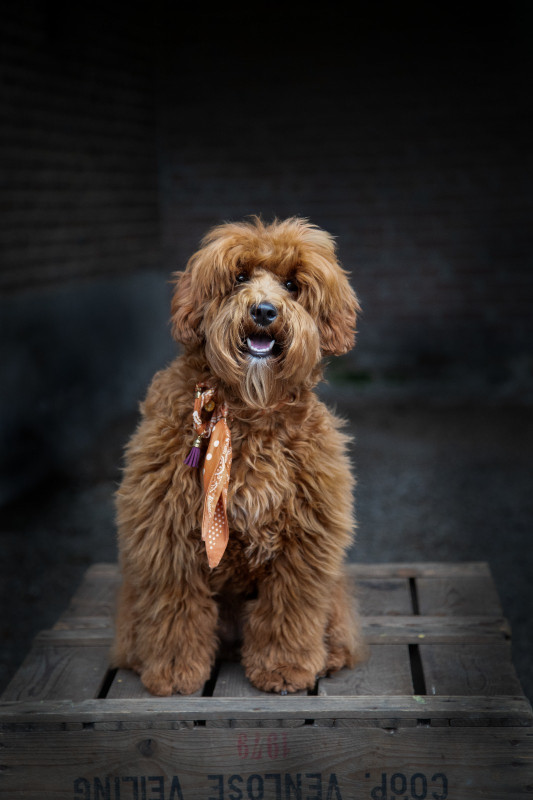 Foto van Nala