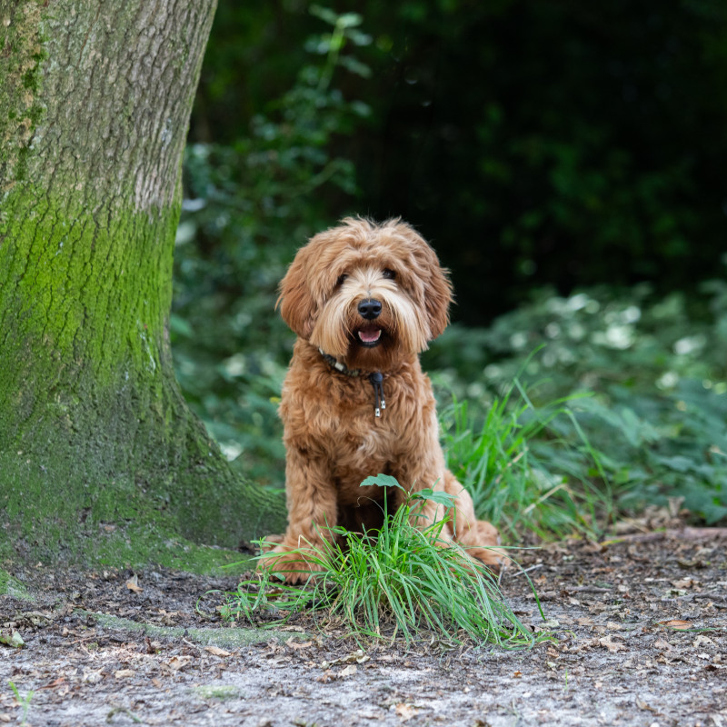 Foto van Louis