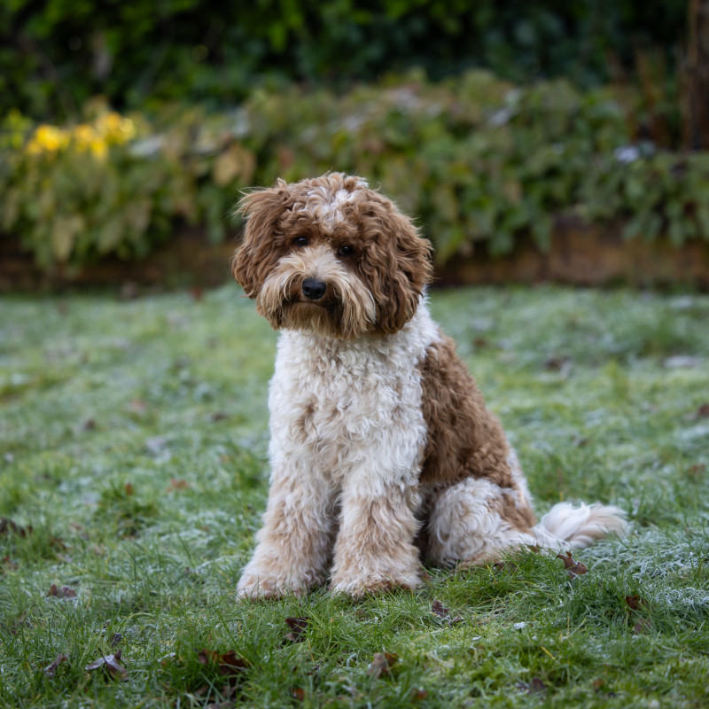 Foto van Morris (reu)